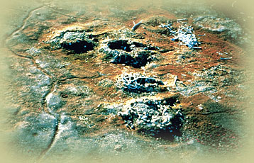 Whalebone House Ruins - Courtesy of Robert McGhee