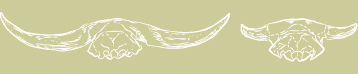 Horn Cores - Drawings: Susan Laurie-Bourque