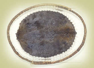 Pelt - III-C-596 - CD95-754-076