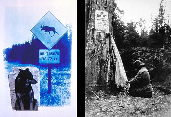 Wolves in the city / Aboriginal woman scraping a skin