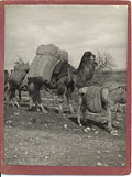 Transporting the carpets by camel, ca 
1930s.
