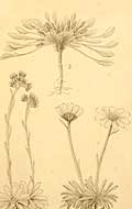 CMN Archives RMA Coll. HL-59