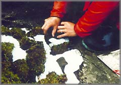 Field Conservation