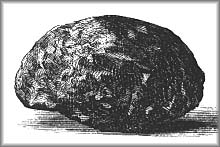 Illustration: Charles Hall, p. 399
