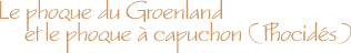 Le phoque du Groenland et 
le phoque  capuchon (Phocids)