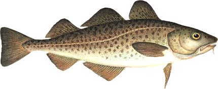 Atlantic Cod -  Brenda Guild Gillespie