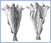 Dried cod - 
National Library of Canada