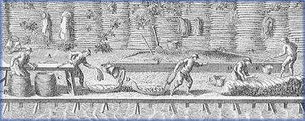 Preparation and initial salting of the cod - 
Collection: Nelson Cazeils