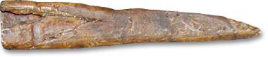Pointe de projectile  douille, en os - 
Newfoundland Museum - Photographie : David Keenlyside