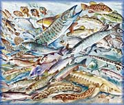 Poisson d'eau douce