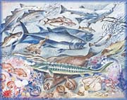 Poissons et coquillages