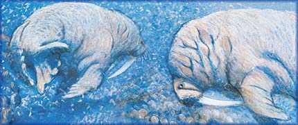 Walrus