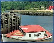 Cape Island Cabin Cruiser - 
Photograph: David Walker