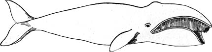 Whale