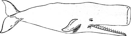 Whale