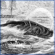 Whaling - 
National Archives of Canada - C-32706