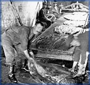 Machines  charner les peaux de phoque - 
Provincial Archives of Newfoundland and Labrador - 
#1413 Garland Collection of T. B. Hayward