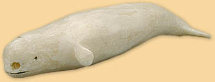Narwhal