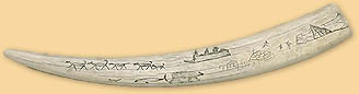 Walrus Tusk with Scrimshaw