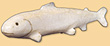 Poisson Poisson