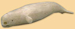 Narval Narval