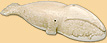 Baleine boréale Baleine boréale