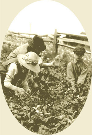 Trois membres de la famille d'Alfred Emond de Saint-Franois sud  l'le d'Orlans, cueillant des fraises en 1925., © MCC/CMC, 65781