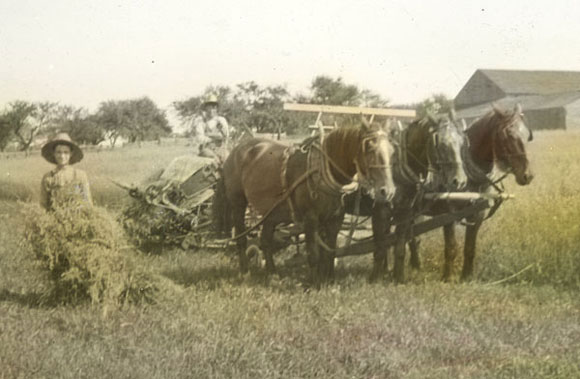 Le temps des rcoltes au Qubec, vers 1900., © MCC/CMC, Q 1.5.3 LS