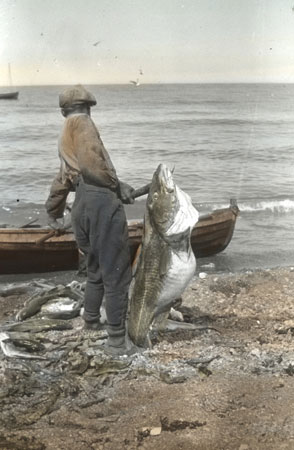 Une morue de 70 lb, [19--]., © MCC/CMC, Q 3.2.59 LS