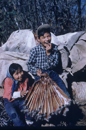 Alice Able with her brother Johnny holding muskrat skins : Gwitch'in (Kutchin) adolescents and children of former chief Charlie Able, Old Crow, Yukon, © CMC/MCC, Pre J.M. Mouchet, S2004-1342
