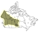 Western Subarctic