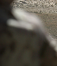 ISAF EXPLOSIVES DISPOSAL - Photo: Stephen Thorne/Canadian Press