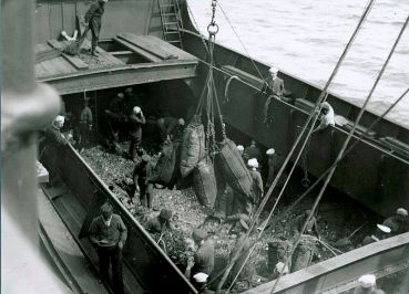 Coaling the Ship, HMCS Niobe