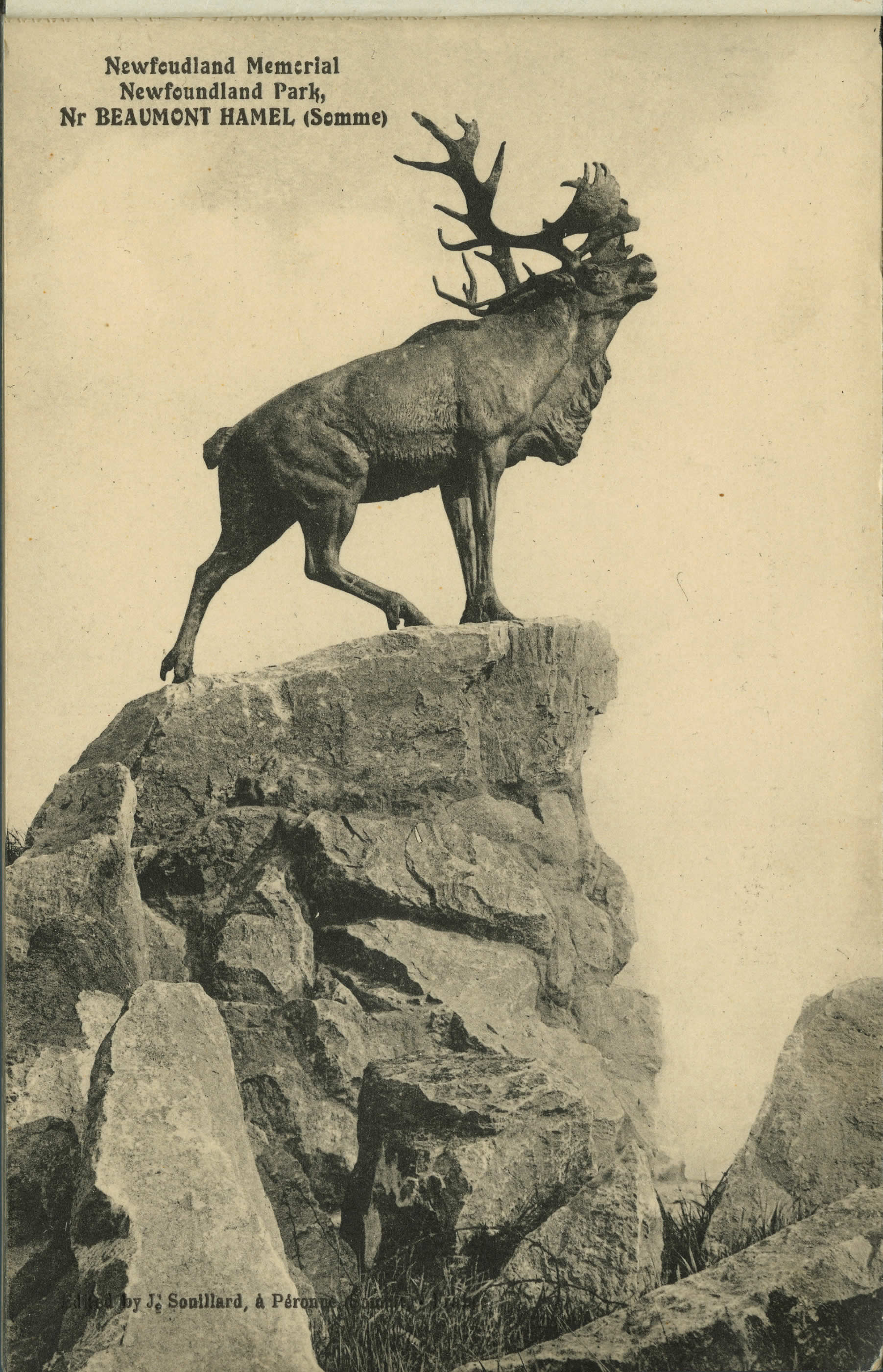 Caribou at Beaumont Hamel 