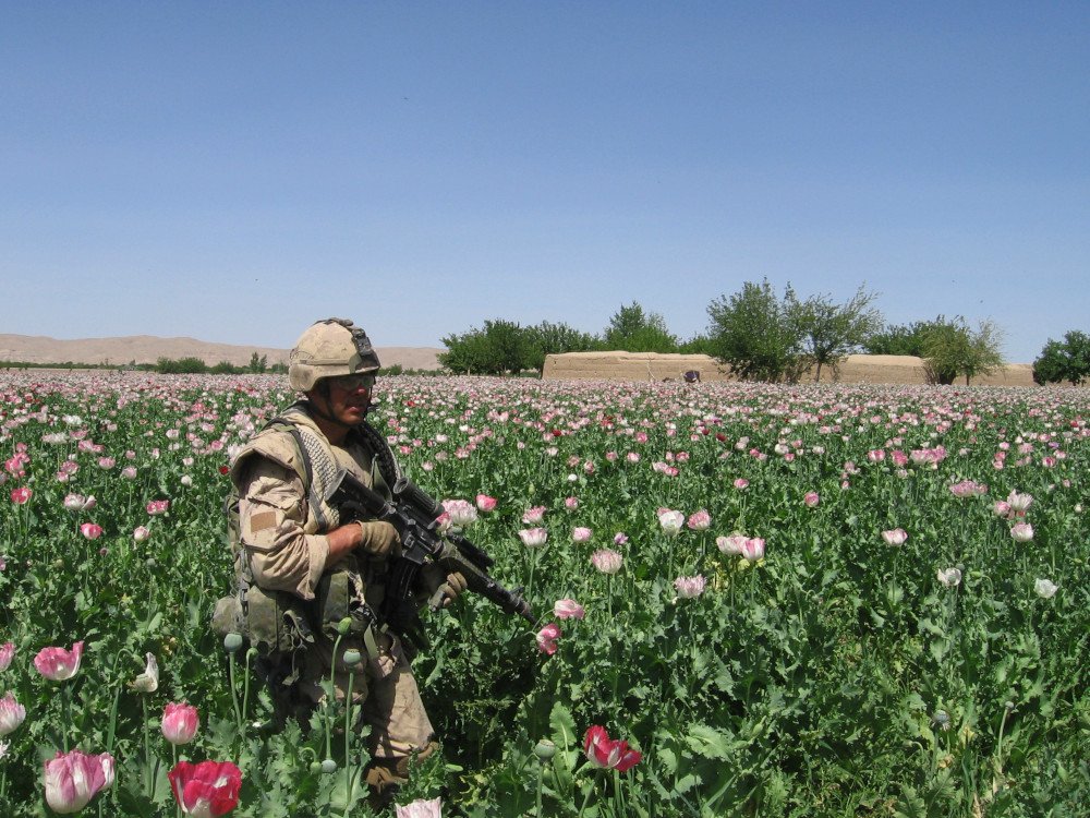 A soldier with a tan camo combat outfit, helmet, and firearm stands in the middle of a field of tall pink flowers, with mud walls and structures in the background